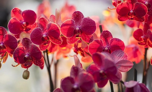 乙木男配什么妻子最好 乙木男適合從事的行業(yè)