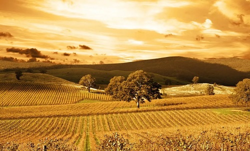 乙木男性格特點(diǎn) 乙木男長(zhǎng)相特征