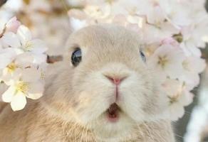 72年的鼠女在2023年的運勢如何呢？