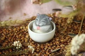 2024年屬鼠的多大年齡 2024年屬鼠歲數(shù)表