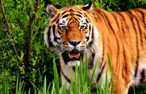 2024年屬虎的多大年齡 2024年屬虎歲數(shù)表