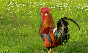 2024年屬雞的多大年齡 2024年屬雞歲數(shù)表