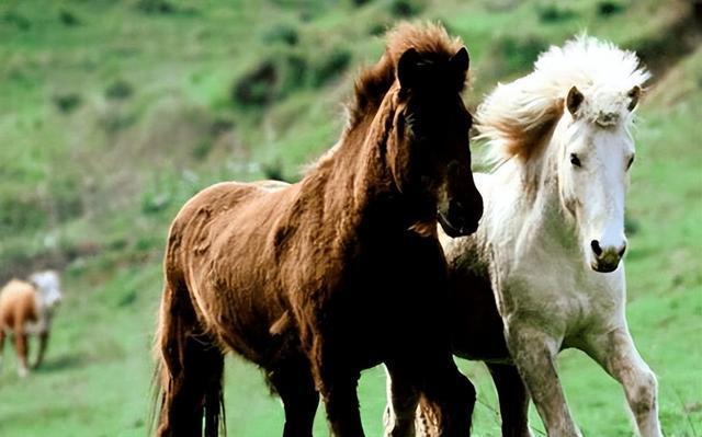 八字排盤(pán)如何從八字看職業(yè)