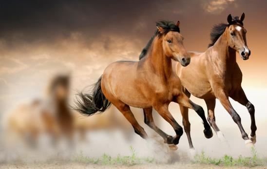 屬馬的今年多大了，2024年運勢和財運怎么樣？