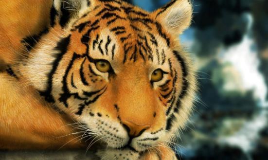 屬虎2024年整體運(yùn)勢(shì)，屬虎2024年的運(yùn)勢(shì)及運(yùn)程！