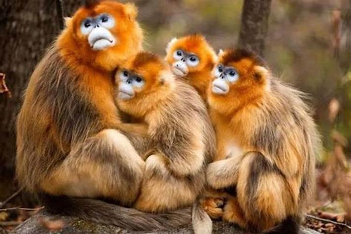 屬猴2024年整體運(yùn)勢(shì)，屬猴2024年的運(yùn)勢(shì)及運(yùn)程！