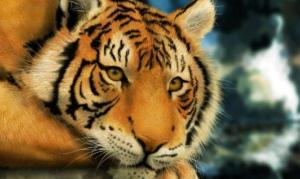 屬虎2024年整體運(yùn)勢(shì)，屬虎2024年的運(yùn)勢(shì)及運(yùn)程！