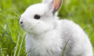 屬兔2024年整體運(yùn)勢(shì)，屬兔2024年的運(yùn)勢(shì)及運(yùn)程！