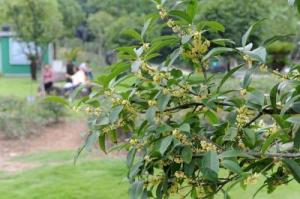 桂花樹的風(fēng)水禁忌