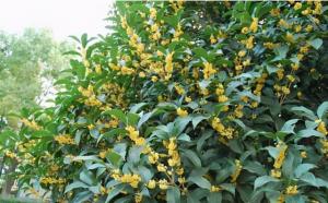 桂花樹栽在院子哪個(gè)位置好？