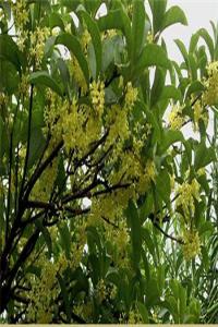 桂花樹鎮(zhèn)宅還是招鬼？