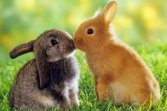 屬兔的屬相婚配表大全女兔配什么屬相