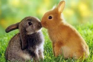 屬兔的屬相婚配表大全女兔配什么屬相