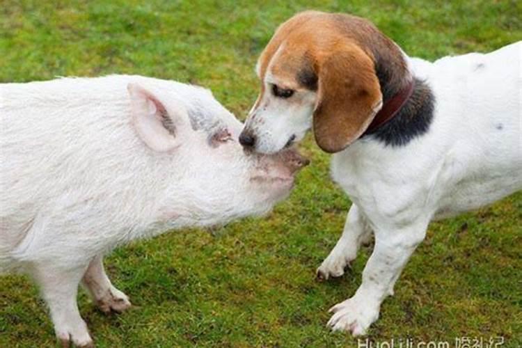 屬豬和屬狗的合不合，適合做夫妻嗎？