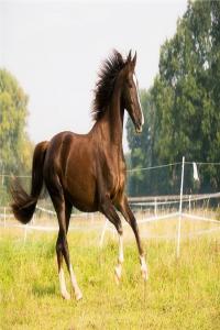 屬馬的最佳婚配屬相