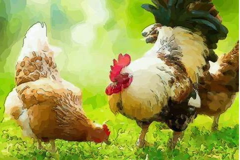 屬雞的最佳配偶屬相