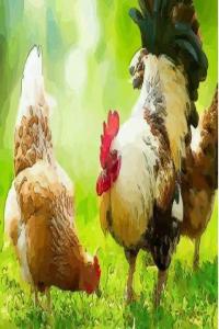 屬雞的最佳配偶屬相