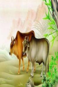 世界上最長壽的動(dòng)物四大生肖