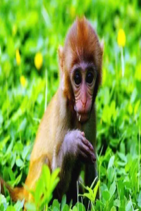 4月運(yùn)氣最好的生肖有哪些？