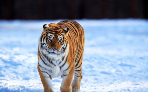 98年屬虎的是什么命，98年屬虎的最佳配偶！