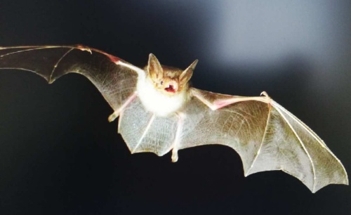 蝙蝠飛進(jìn)家里預(yù)示什么 蝙蝠飛到家里是什么預(yù)兆