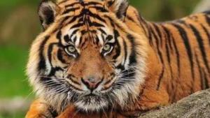 1986年屬虎的2024年運(yùn)勢(shì)，86年虎2024年必有一難