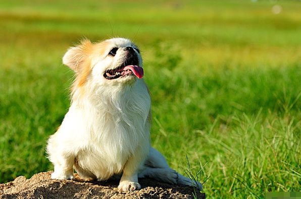 屬狗人的性格和脾氣