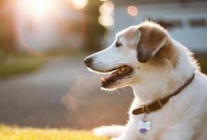 娛樂圈82年屬狗的明星，82年屬狗的明星有哪些？