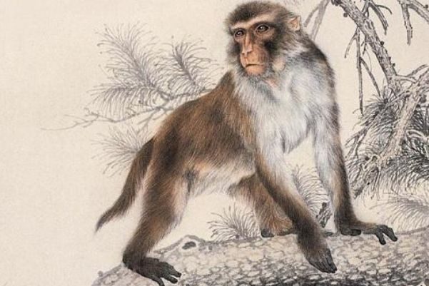 1992年是苦命猴還是富猴，十猴九苦是真的嗎？