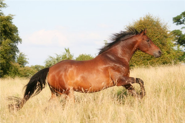 屬馬的性格和脾氣 屬馬的性格和脾氣