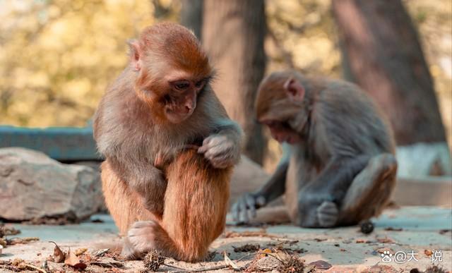 屬猴的性格和脾氣