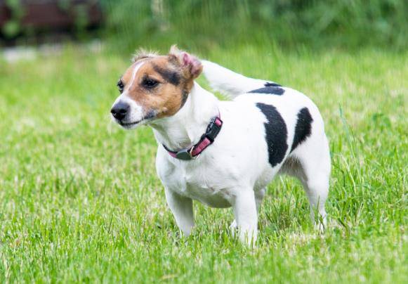 屬狗的性格和脾氣