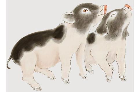 屬豬的人的性格和脾氣