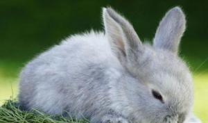 屬兔的人性格和脾氣