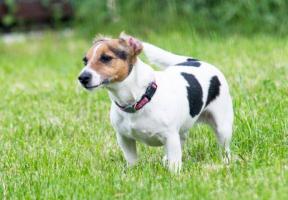 屬狗的性格和脾氣