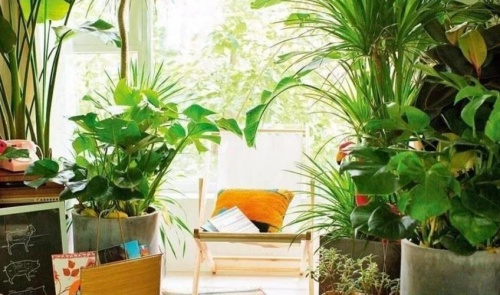 臥室適合養(yǎng)什么花和植物好風水學