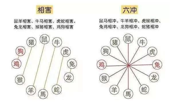 生肖相沖真的不能在一起嗎，怎么化解？