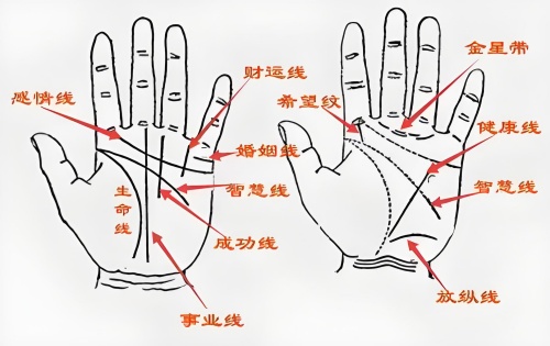 掌紋圖解男左手詳解
