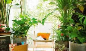 臥室適合養(yǎng)什么花和植物好風水學