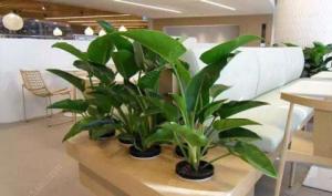 辦公室放什么植物好養(yǎng)又風(fēng)水好