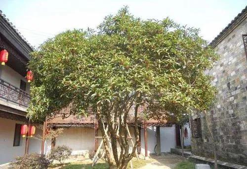 桂花樹的風水禁忌及擺放位置