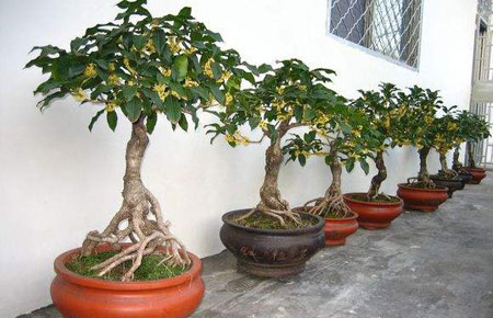 院子里種桂花樹(shù)的風(fēng)水禁忌