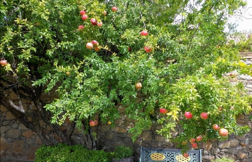 院子里種什么樹風(fēng)水好又旺財(cái)