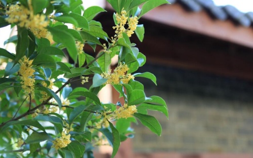 大門外面鎮(zhèn)宅擋煞最厲害的樹有哪些？