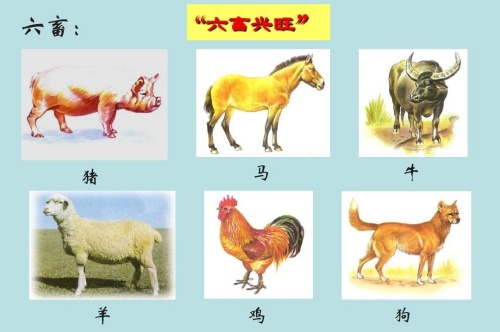 五谷豐登六畜興旺是什么生肖