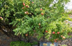 院子里種什么樹風(fēng)水好又旺財(cái)