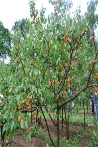 院子里種杏樹風(fēng)水好嗎?