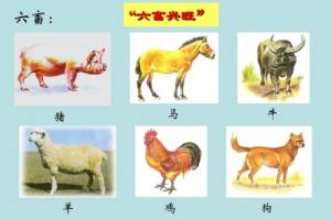 五谷豐登六畜興旺是什么生肖