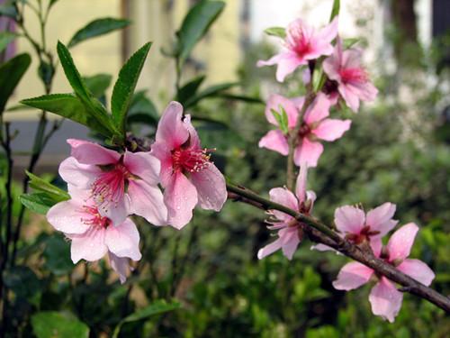 怎么擺風水可以脫單