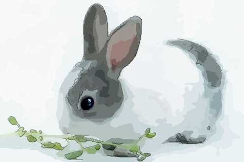 屬兔的三合和六個(gè)合生肖是什么